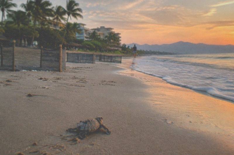 Baby Turtle Release, Turtle Camp