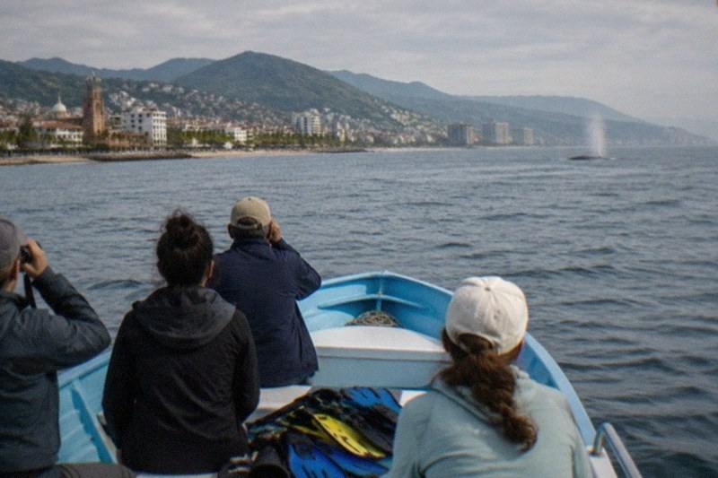 3-Hour Whale Watch, Snorkeling