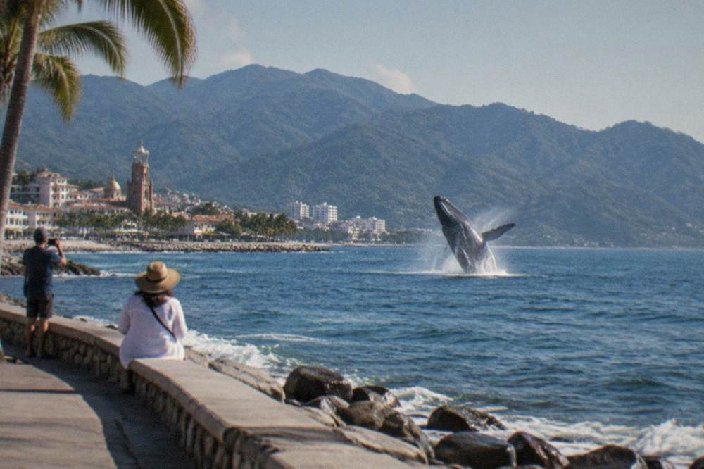 A humpback whale breaching above open ocean with forested mountains along the far shore