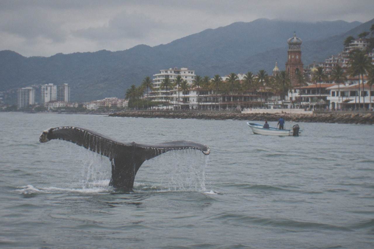 A humpback whale tail fluke rising above calm water below soft coastal skies