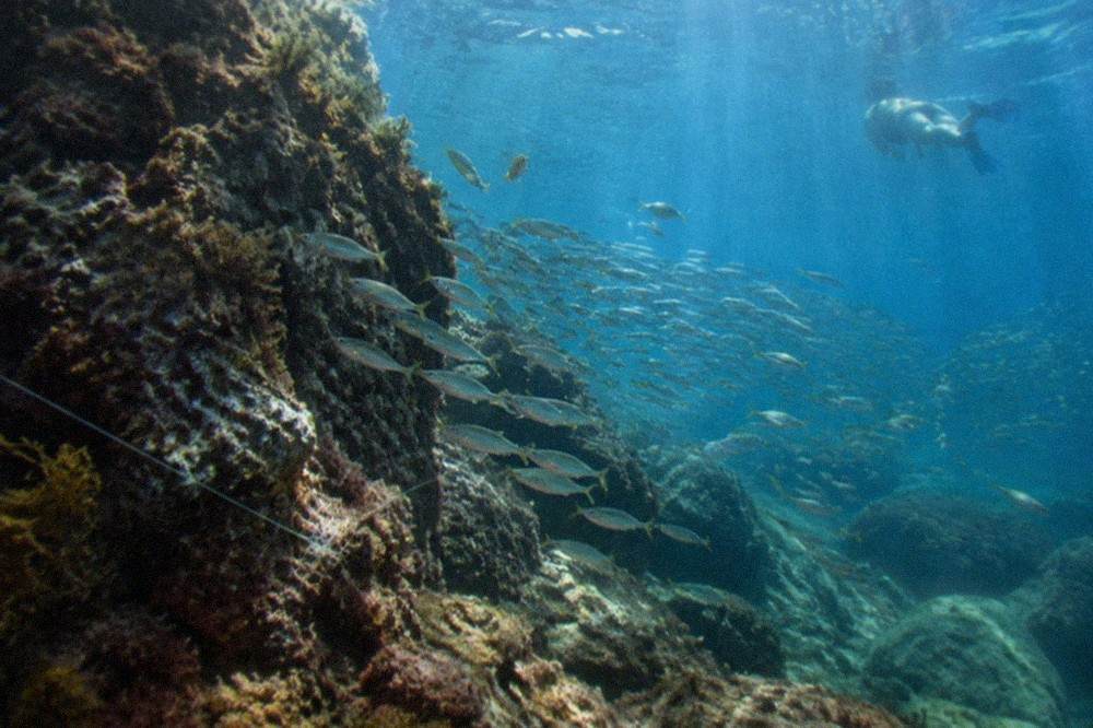 Underwater view of a rocky reef formation with schools of small fish in sunlit blue water
