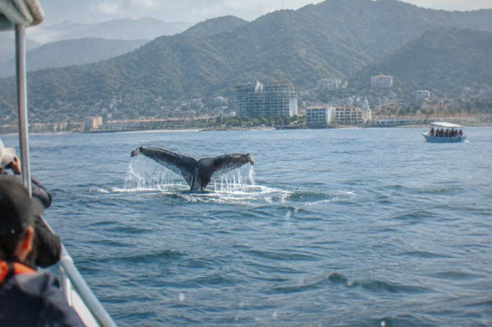 A humpback whale fluke rising above open bay water against distant mountains
