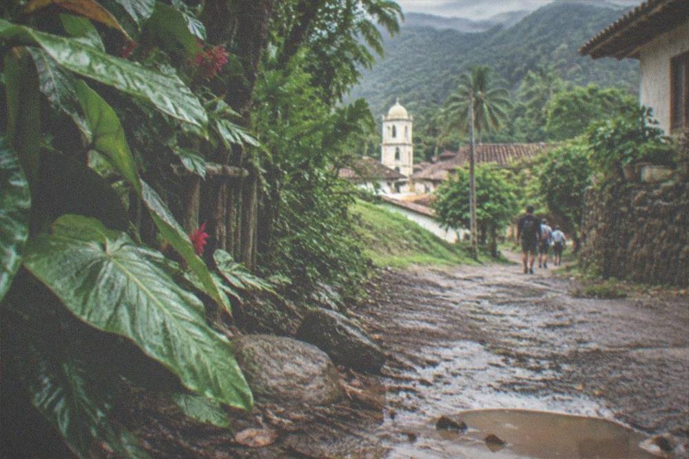 Palm trees and wet jungle trail after a tropical shower