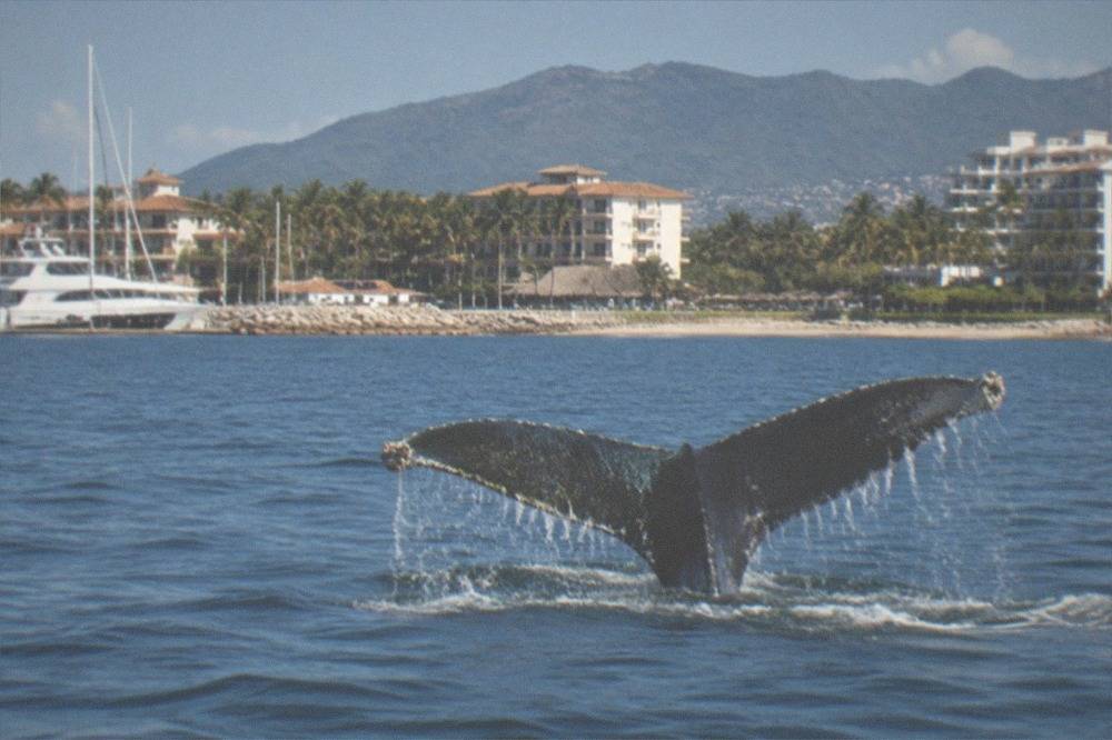 Humpback whale fluke rising above calm blue water as the whale begins a deep dive