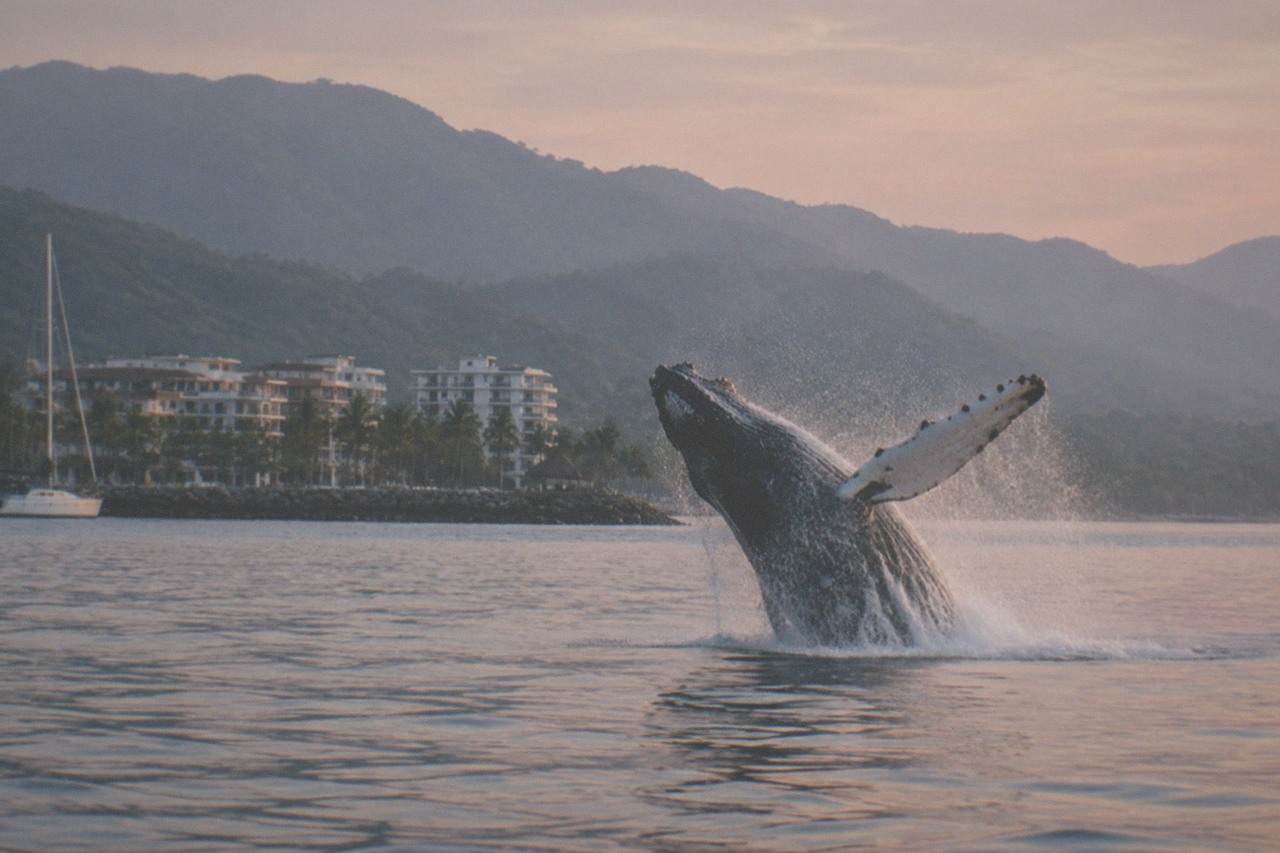 Humpback whale breaching in calm morning water in Banderas Bay with green hills in the distance