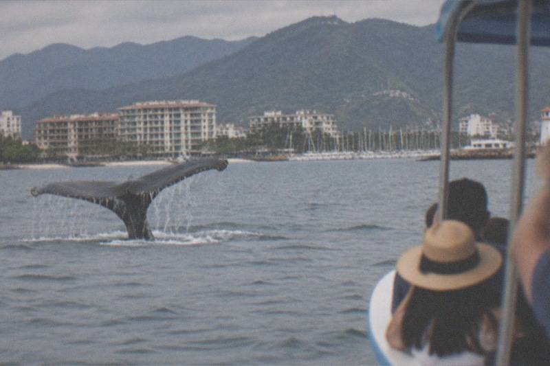 A humpback whale's fluke lifts from Banderas Bay while a small tour boat holds its distance, mountains behind.