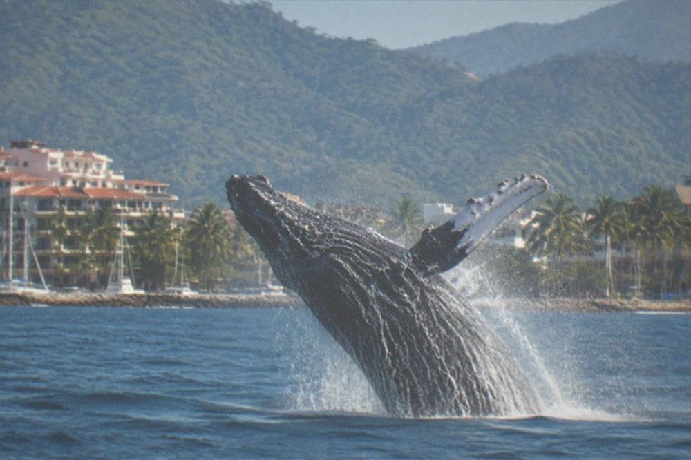 Humpback whale breaching out of deep blue ocean water with forested hills in the distance