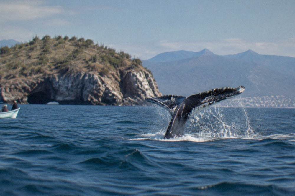 Humpback whale breaching in open ocean water near Puerto Vallarta