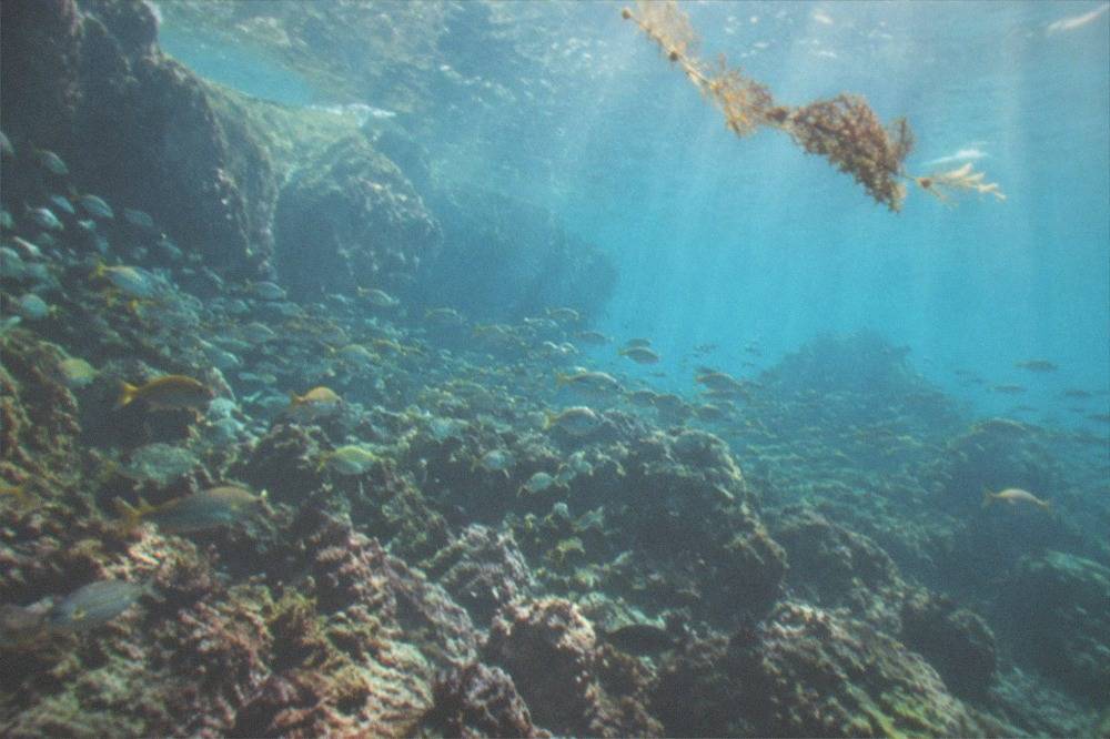 Underwater view of a coral reef with schools of small tropical fish in sunlit clear water