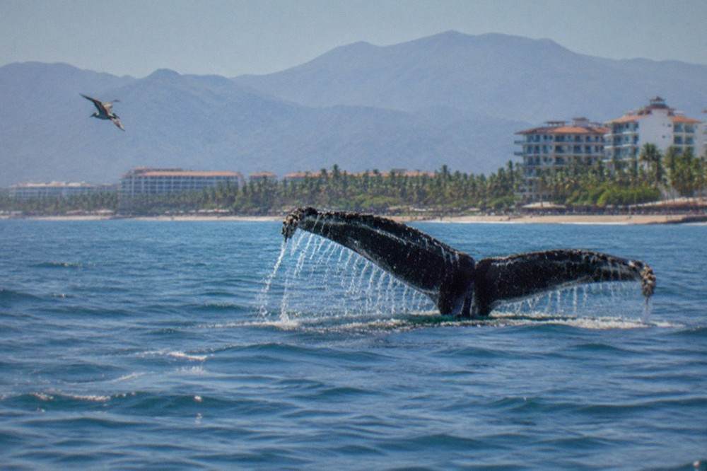 Humpback whale tail fluke rising above calm blue water in Banderas Bay