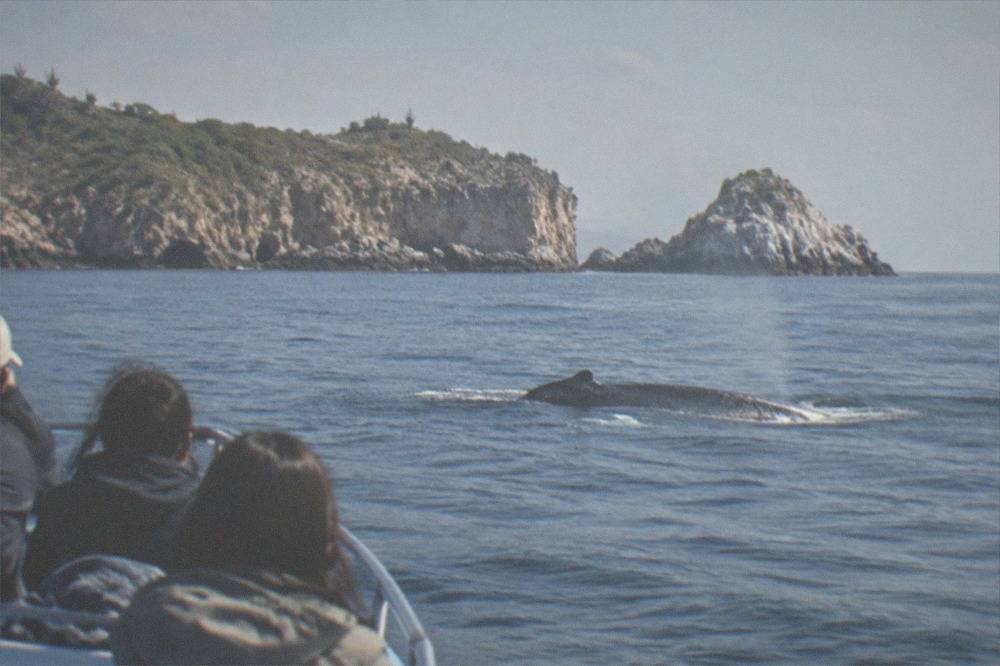 Small tour boat holding distance from a humpback whale surfacing in blue water