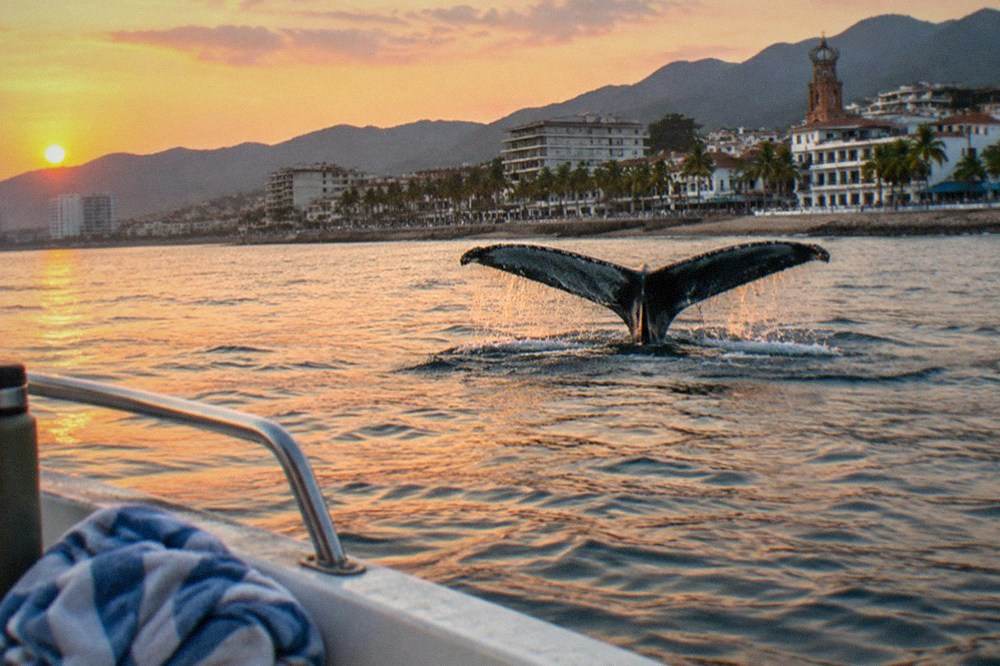 A humpback whale fluke rising above calm ocean water at sunset