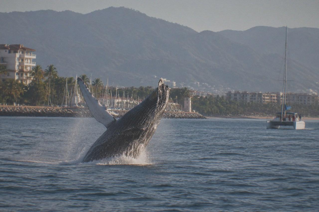A whale lifts its tail fluke above the surface of Banderas Bay, mountains on the far shore.
